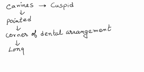 the-teeth-that-are-best-adapted-for-grasping-and-tearing-food-are-the-______________-a-incisors-b-canines-c-premolars-d-molars-54095