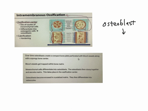 put-the-following-steps-of-intramembranous-ossification-in-the-correct-order-question-4-options-over-time-osteoblasts-create-a-compact-bone-plate-perforated-with-blood-vessels-along-with-a-spongy-bone