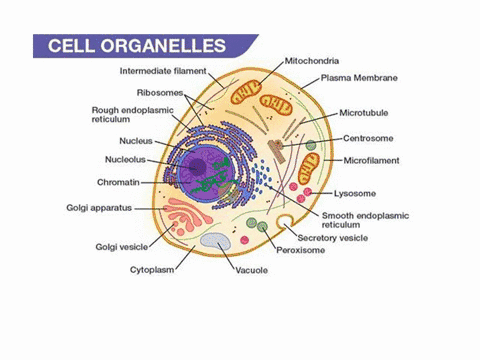 the-cell-organelles-exercise-a-eukaryotic-in-the-cell-diagram-belw-protein-synthesis-recycling-label-the-following-events-transcripton-icaves-through-nuclear-pore-mrna-translation-ribosome-r-84812