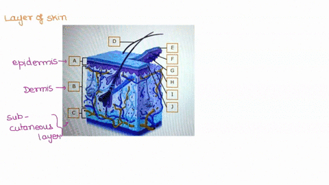 word-bank-basement-membrane-capillary-dermal-papllla-dermls-epidermis-hair-shaft-stratum-basale-stratum-corneum-subcutaneous-layer-sweat-gland-pore-09085