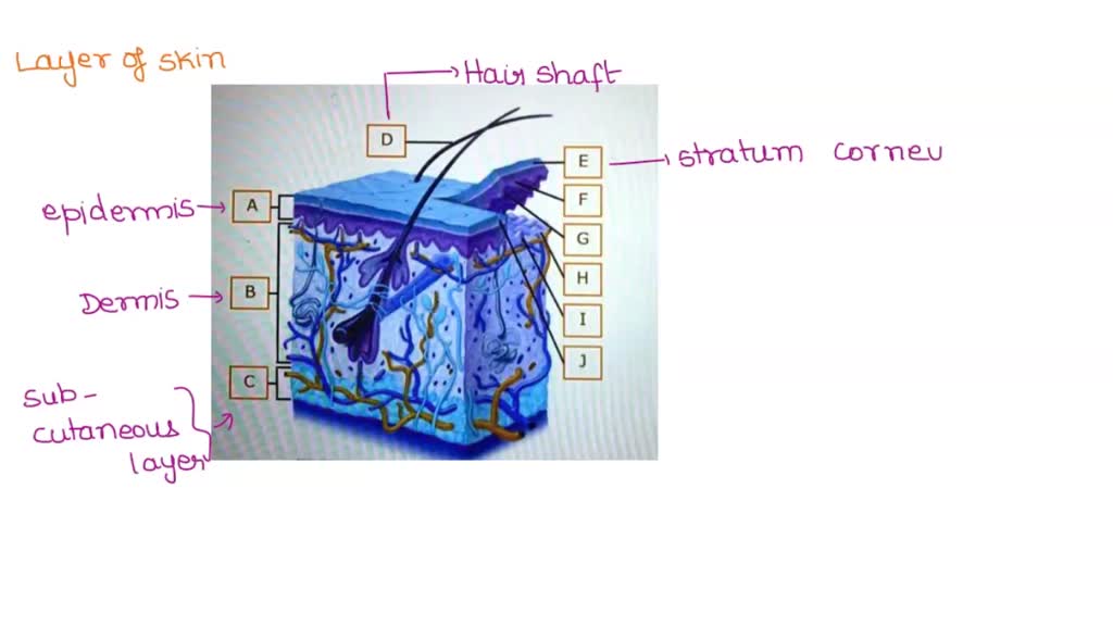 SOLVED: Skin Using Terms Listed Below: Arrector Pili Muscle, Basement ...