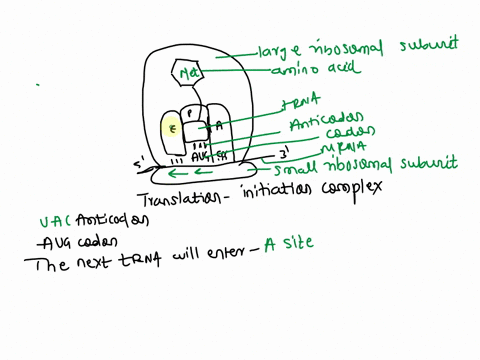 38-examine-the-diagram-of-the-translation-initiation-complex-below-and-use-it-to-answer-questions-e-label-the-following-small-ribosomal-subunit-large-acid-trna-anti-codon-ribosomal-subunit-m-53876