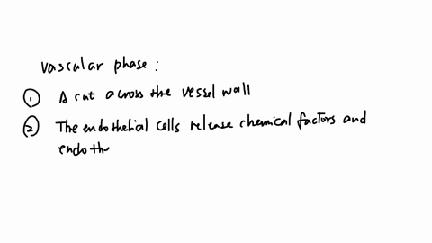 place-the-correct-terms-of-the-vascular-phase-in-the-correct-order-1-a-cut-occurs-across-the-vessel-wall-2-the-endothelial-cells-of-the-vessel-begin-to-release-chemical-factors-and-local-hor-14229