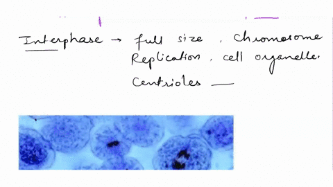 google-whitefish-blastula-mitosis-observe-the-images-and-get-a-feel-for-the-look-of-different-stages-that-you-could-have-been-looking-at-with-a-microscope-on-the-image-below-label-one-cell-i-49677