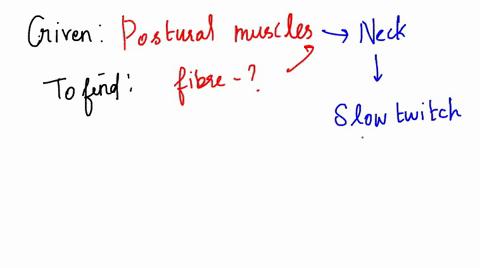 what-type-of-muscle-fiber-would-be-expected-to-be-most-abundant-in-the-postural-muscles-of-the-human-neck-all-three-fibers-are-present-in-equal-numbers-intermediate-fibers-fast-glycolytic-fi-49989