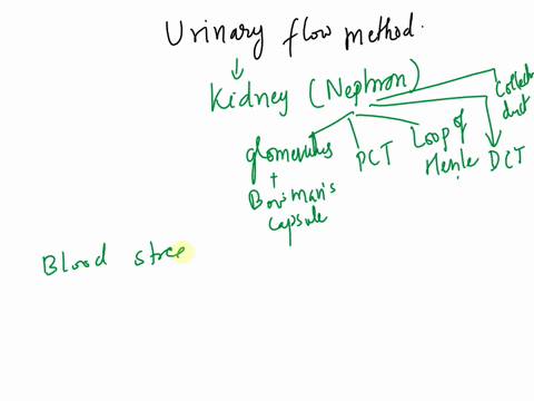 activitycomplete-the-story-of-the-urinary-flow-pathway-nephron-urethra-loop-of-henle-ascending-limb-papillae-pelvis-proximal-convoluted-tubule-bowmans-capsule-bladder-distal-convoluted-tubul-53614