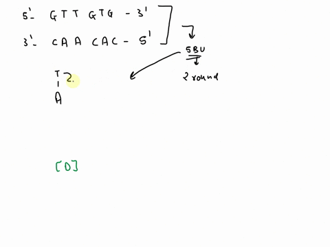 6-5-bromouracil-5-bu-is-an-analog-of-thymine-that-normally-pairs-with-adenine-however-its-ionized-form-preferentially-binds-with-guanine-given-the-dna-sequence-below-what-is-the-mutated-sequ-20187