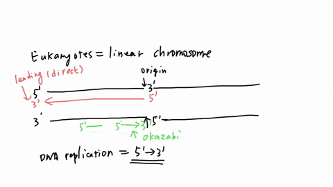 consider-the-replication-of-a-eukaryotic-chromosome-near-the-telomeric-region-which-of-the-following-is-always-shorter-in-this-region-question-3-options-a-the-indirect-strand-b-the-matrix-used-to-synt