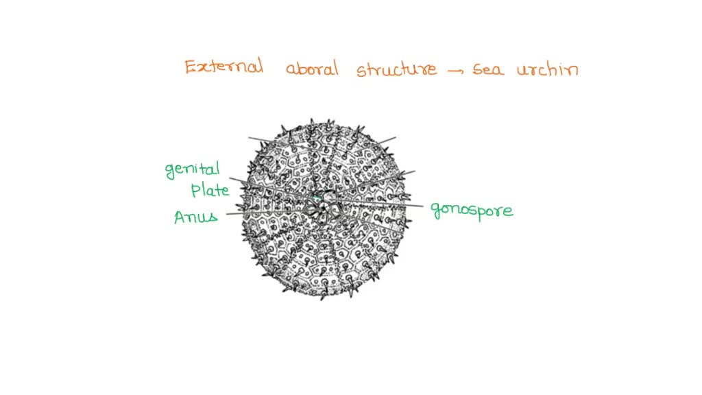 sea urchin test labeled