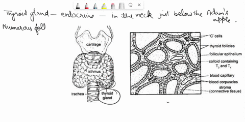 handout-if-you-sketch-from-online-sources-you-must-include-url-tor-the-image-and-an-estimated-total-magnification-answer-the-questions-this-sheet-include-yoli-tncuct-alongside-of-just-beneat-90055