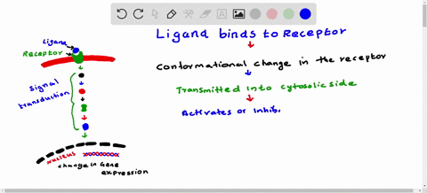 what-happens-when-a-ligand-binds-a-receptor-38826