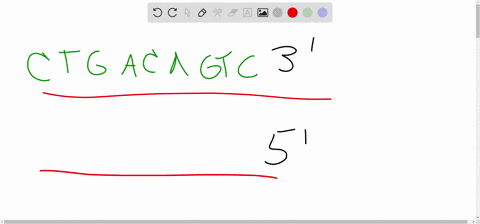 consider-the-following-segment-of-dna-which-is-part-of-much-longer-molecule-constituting-a-chromosome-5_attcgtacgatcgactgactgacagtc_3-3-taagcatgctagctgactgactgtcag__5-if-the-dna-polymerase-s-21475