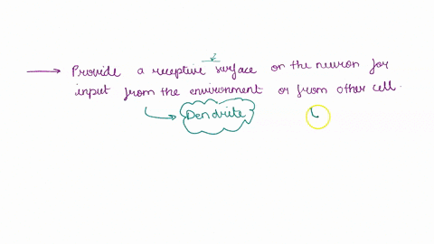 provide-receptive-surface-on-the-neuron-for-input-from-the-environment-or-from-other-cells_-choose-dendrite-myelin-synaptic-end-bulb-nissl-bodies-neurofilaments-endoneurium-axon-microtubules-47571