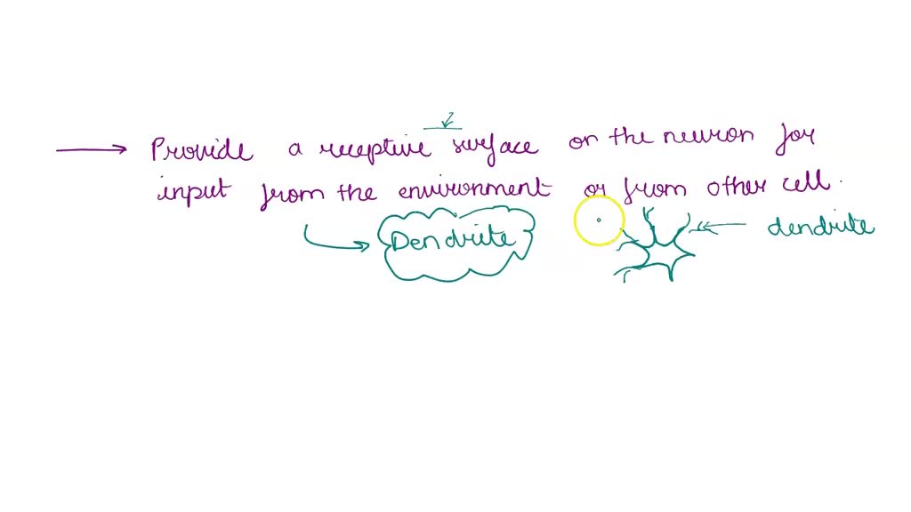 SOLVED Provide receptive surface on the neuron for input from the