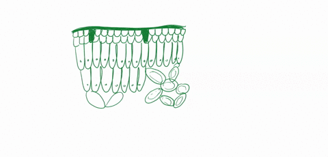 describe-the-internal-anatomy-of-a-leaf-73425
