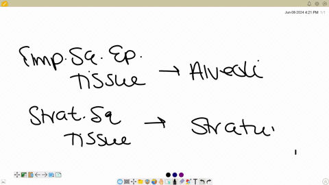 match-the-epithelial-tissue-types-to-the-area-that-you-would-most-likely-see-it-simple-squamous-choose-qquad-stratified-squamous-choose-square-simple-cuboidal-choose-begintabularll-hline-simple-column