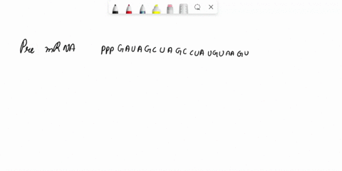 5ss-bp-3ss-pre-irna-pppgauagcuagcuauguaagucaugauacuaacucucagacaugcuagcggacuacgcua-_-above-is-shown-the-5-end-of-a-human-pre-mrna-the-5-splice-site-5ss-branch-point-bp-and-3-splice-site-3ss-o-84488