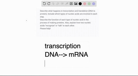 describe-what-happens-in-transcription-and-translation-dna-to-protein-include-which-types-of-nucleic-acids-are-involved-in-each-step-describe-the-function-of-each-type-of-nucleic-acid-in-the-50277