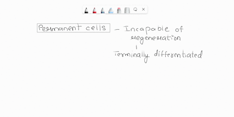 there-are-some-cells-in-our-body-in-which-mitosis-does-not-occur-and-damaged-cells-cannot-be-healed-what-are-these-cells-68069