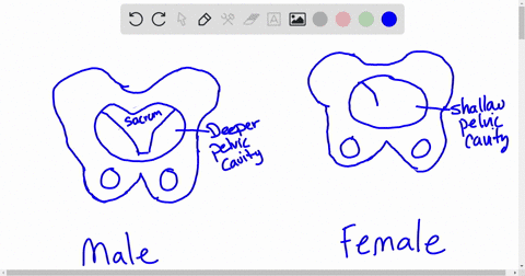 you-are-on-an-archaeological-dig-and-you-find-two-pelvic-bones-that-are-quite-well-preserved-how-will-you-determine-if-the-pelves-are-male-or-female-67755