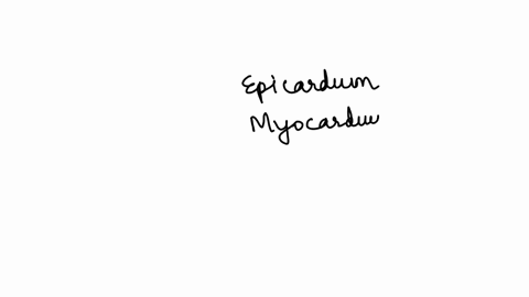 what-is-the-specific-name-of-the-innermost-layer-in-the-human-heart-endothelium-epithelium-enderandium-none-of-the-other-answers-is-correct