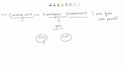 when-homologous-chromosomes-cross-over-what-occurs-1-two-chromatids-get-tangled-resulting-in-one-re-sequencing-its-dna-2-corresponding-segments-of-non-sister-chromatids-are-exchanged-3-two-s-79252