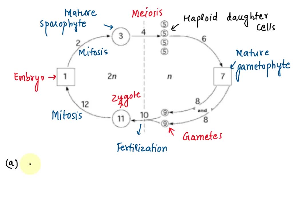 SOLVED: The following question refers to the generalized life cycle for ...