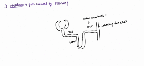 which-of-the-following-is-the-correct-order-of-nephron-structures-through-which-fluid-flows-bowman-capsule-proximal-convoluted-tubule-loop-of-henle-distal-convoluted-tubule-glomerulus-renal-56939