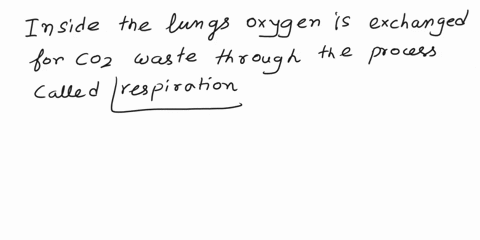 in-air-is-inhaled-through-the-nasal-and-oral-cavitiesthe-nose-and-mouth-air-moves-through-the-pharynxlarynxand-trachea-into-the-lungsthenit-is-exhaledflowing-back-through-the-same-pathway-in-69551