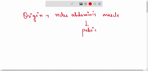 where-is-the-origin-of-the-rectus-abdominus-muscle-please-explain-in-detail-94663