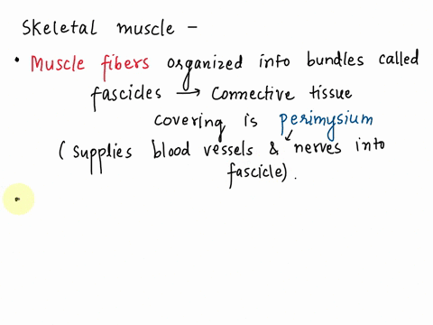 describe-the-gross-anatomy-of-a-skeletal-muscle-including-nerve-and-blood-supply-and-its-connective-tissue-coverings-and-attachments-04524