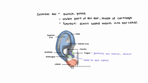 what-to-found-in-the-external-ear