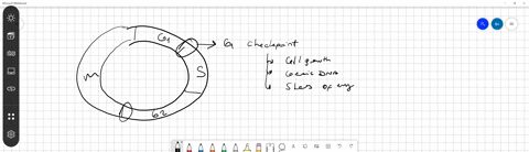 describe-the-general-conditions-that-must-be-met-at-each-of-the-three-main-cell-cycle-checkpoints-a-g1-checkpoint-assessment-of-dna-damage-g2-assessment-of-new-dna-m-checkpoint-segregation-of-sister-2