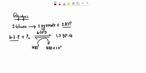 how-many-atp-can-be-synthesized-from-1-glyceraldehyde-3-phosphate-through-aerobic-respiration-show-all-work-including-calculations-of-atp-from-substrate-level-phosphorylation-and-oxidative-p-54142
