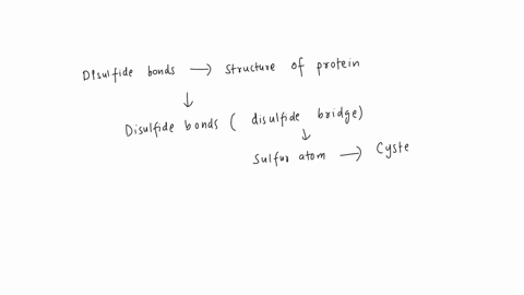 where-are-disulfide-bonds-found-in-the-structure-of-a-protein-would-they-solely-be-found-in-the-tertiary-structure-or-could-you-find-them-in-other-parts-of-the-proteins-structure-16296