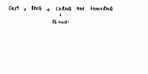 protospacer-oligonucleotide-dna-complementary-non-complementary-protospacer-plasmid-dna-labeled-strand-partner-strand-casg-crrna-sp2-tracrrna-crrna-sp1-circular-iinearized-plasmld-sp2-cas9-c-60455