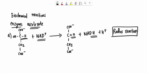 classifying-enzymes-by-the-type-of-chemical-reaction-tbey-catalyze-to-what-main-enzyme-class-do-the-enzymes-that-catalyze-the-following-chemical-reactions-belong-coo-coo-ho-c-h-nad-c0-nadh-h-89732