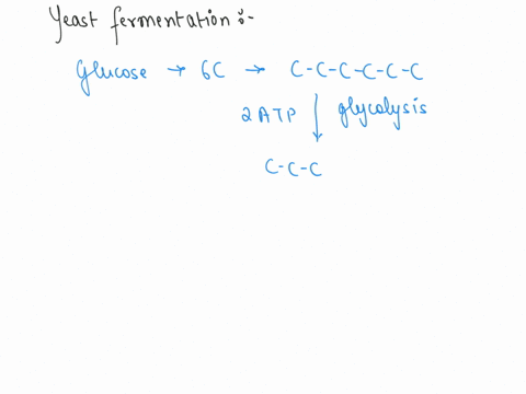 the-main-products-of-yeast-fermentation-are-check-all-that-apply-check-all-that-apply-alcoholalcohol-fadhfadh-coco-co2co2-lactic-acidlactic-acid-nadnad-nadhnadh-pyruvatepyruvate-release-comp-65212