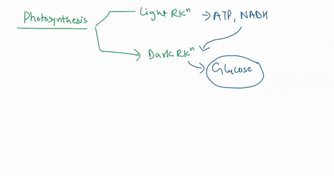 how-are-cellular-respiration-and-photosynthesis-connected-36841