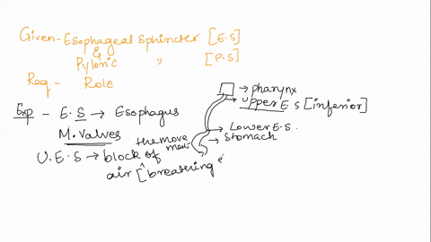 digestive-describe-the-role-of-esophageal-and-pyloric-sphincters-37581