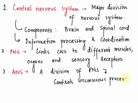 1-define-the-central-nervous-system-and-name-its-components2-define-the-peripheral-nervous-system3-define-the-autonomic-nervous-system4-name-the-different-types-of-neurons-and-describe-one5-60776