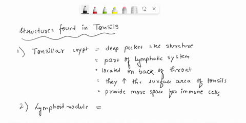 label-the-structures-in-the-photomicrograph-based-on-the-hints-provided-tonsillarcrypt-lymphoid-nodule-germinal-center-epithelium-tonsil-46986