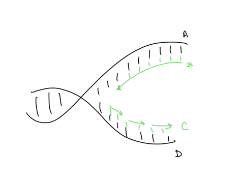 which-strands-in-the-dna-replication-fork-depicted-below-represent-the-parent-strands-dna-unzips-continuous-discontinuous-okazaki-fragment-b-b-b-and-da-ea-and-d-ac-38844