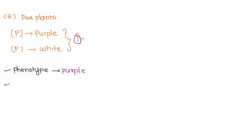 in-pea-plants-purple-filower-color-p-is-dominant-allele-while-white-flower-color-p-is-a-recessive-allele-if-a-pea-plant-has-the-genotype-pp-what-is-its-phenotype-how-do-you-know-explain-how-18941