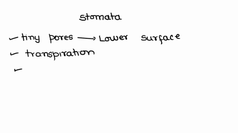 why-are-stomata-important-how-do-guard-cells-regulate-the-action-of-stomata-62396