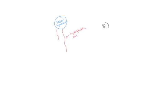 which-of-the-following-is-true-about-phospholipids-a-they-are-completely-hydrophobic-e-water-avoiding-b-they-have-both-hydrophobic-le-water-avoiding-and-hydrophilic-e-water-loving-regions-c-52038