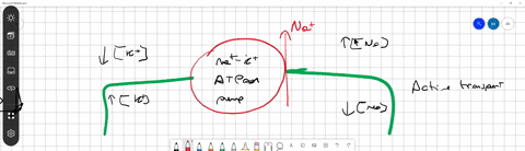how-does-the-sodium-potassium-pump-contribute-to-the-net-negative-charge-of-the-interior-of-the-cell-a-the-sodium-potassium-pump-forces-out-three-positive-mathrmna-ions-for-every-two-positive-mathrm-2