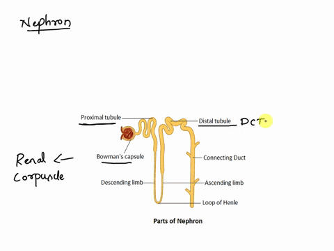 most-nephrons-have-short-loops-and-are-located-almost-entirely-in-the-_________-arenal-cortex-b-ureters-c-renal-medulla-d-renal-pelvis-88727
