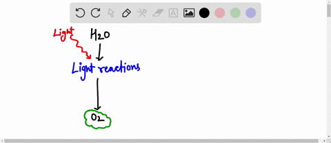 question-10-2-points-saved-considering-the-two-major-events-of-photosynthesis-the-light-reactions-and-the-calvin-cycle-which-produces-oxygen-gas-a-light-reactions-only-b-calvin-cycle-only-bo-79792