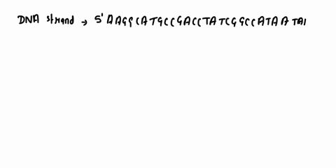 znd-brd-5aaggcatgccgacctatcggccataataagg-3-the-sequence-above-is-dna-5-points-what-is-the-complimentary-strand-what-is-the-mrna-strand-use-your-dna-3-5-strand-as-the-template-what-is-the-ami-98398